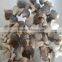 fresh oyster mushroom oyster mushrooms 1kg vacuum packed oyster mushrooms