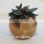 Sphere Succulent Air Plant Planter Wood