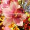 2015 Best sell colorful Cymbidium wholesale manufacturer for home decoration