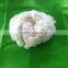 1.5D*38MM WHEAT PROTEIN FIBER