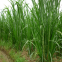 High quality bulk Super green elephant Napier grass seeds for sale