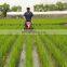 1 row weeder 2-row rice weeder 3-row paddy weeder