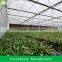 Planting Table Greenhouse