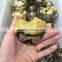 High Quality Natural Septarium Turtle Rock Heart Cordiform Stone For Sale