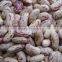 speckled Kidney Beans CHINA with good appearance for sale