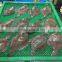 Frozen Marble Sole fish/Plaice fish