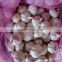 New crop fresh wholesale garlic price