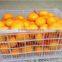 companies imported fruit orange fruit price