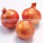 Yellow onion/Red onion for export