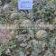 Chinese High Sweetness Hybrid Green Watermelon Seeds For Cultivation-Invincible Jingxin