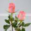 Natural Pink Rose Flowers/Fresh Cut Flowers Diana Rose For Wedding Decoration