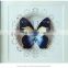 Just Arrival Home Party Decoration Creative European 3D Butterfly Wooden Photo Frame