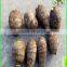 TARO / Fresh Taro: 30G--70G UP