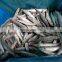 Wholesale IQF whole round sardine fish for bait