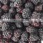 Sinocharm Whole  Frozen Berries IQF Blackberry Frozen