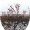 Sinocharm BRC Certified IQF Berries Fruit Frozen Sea Buckthorn