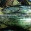 Frozen skipjack tuna whole round on sale!!
