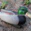 Green-head plastic duck hunting decoys