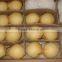 2015 fresh ya pear from China with good quality for sale