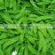 china fresh snow pea and sugar snap pea