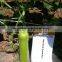 2016 Hybrid F1 bottle gourd seeds for sale-Super Early Growth No.2