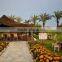 Easy to breed foliage plant Palace Graden Yard Green Landscape