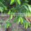 AGARWOOD SEEDLING