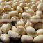 China new crop fresh blanched peanuts