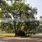 Indian Bija foretsry tree seeds Pterocarpus marsupium Rajasthan Asia