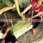china nylon fishinjg net Light green color