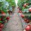 vegetable pollination machine/Tomato pollinator