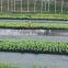 agrotextile ground covers