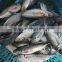 Frozen Fresh W/R Horse Mackerel Hot Sale Fish