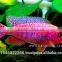 Malawi Cichlid Fish Farm For Sale and Export
