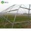 50x8m vegetable tomato single span PE plastic tunnel greenhouse sale