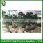 Ficus microcarpa multiroots 2-2.5m (1)