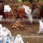Fresh coconut with low fat and high protein