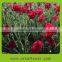 Reasonable price promotional classical long stem flowers fresh cut carnation