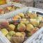 Frozen Yellow Peach Cube