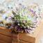 New Design Plastic Mini Succulent Plants Artificial Succulent Plastic For Decoration