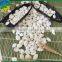 New Crop chinese snow white pumpkin seed big size whole sale europe quality