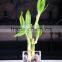indoor plants 30cm straight lucky bamboo live plants