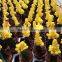 Decoration ungrated cactus