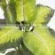 decorative artificial big leaves dieffenbachia plant trees plastic trunk