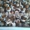 Frozen sticky snail meat(703)