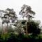 The outdoor decoration plant Changpai Scotch Pine seedling