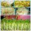 Lowest price barley bean sprout machine price with best service