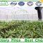 Hot Sale Galvanized Pipe Greenhouse Frame For Agriculture