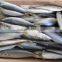 Frozen WR Pacific mackerel Seafood 200-300g