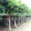 Ficus Nitida Landscaping Trees for Outdoor